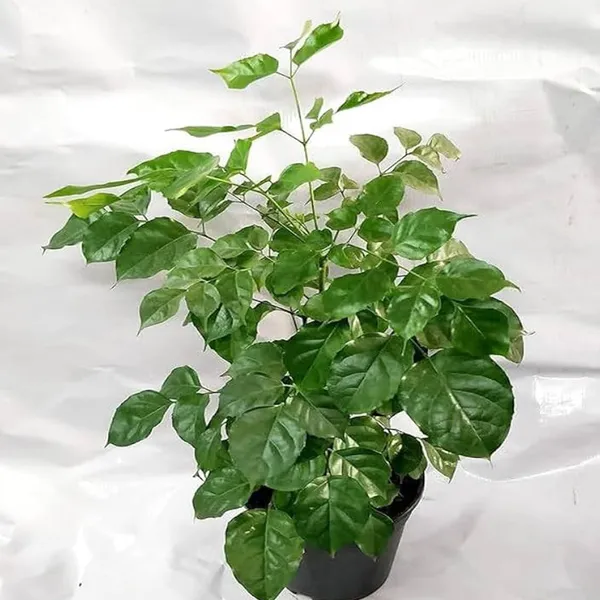 China_Doll_Ornamental_Plant