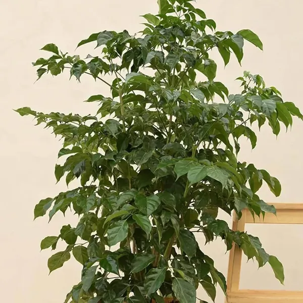 China_Doll_Ornamental_Plant