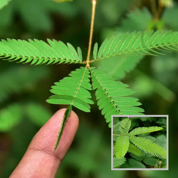 Lajjabati_Sensitive_Shameplant_Chui_Mui_Plant