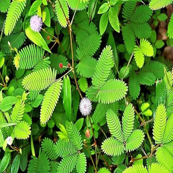 Lajjabati_Sensitive_Shameplant_Chui_Mui_Plant