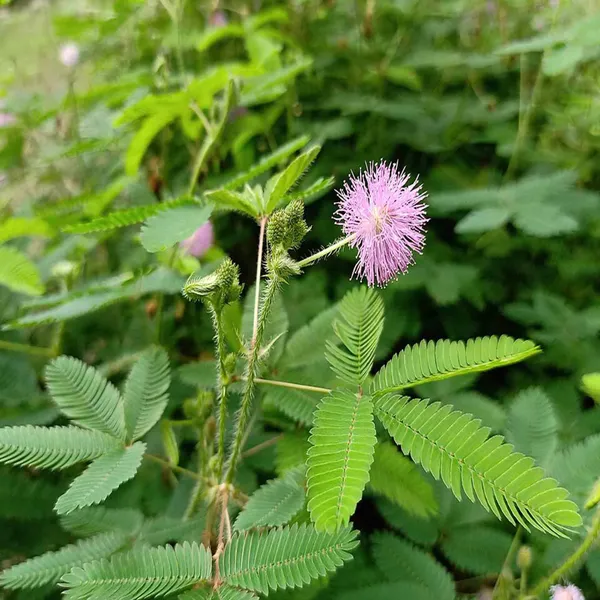 Lajjabati_Sensitive_Shameplant_Chui_Mui_Plant