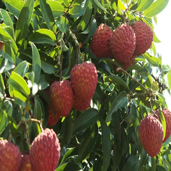 Muzaffarpur_Shahi_Litchi_Lychee_Layering_Grafted_Fruit_Plant