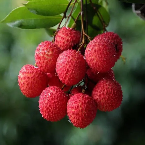 Muzaffarpur_Shahi_Litchi_Lychee_Layering_Grafted_Fruit_Plant