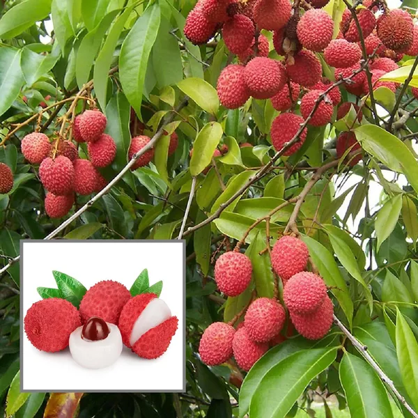 Muzaffarpur_Shahi_Litchi_Lychee_Layering_Grafted_Fruit_Plant