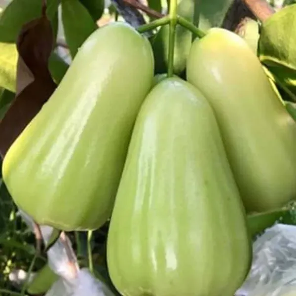 Thai_Green_All_Time_Wax_Water_Java_Apple_Jamrul_Chamba_Layering_Grafted_Fruit_Plant