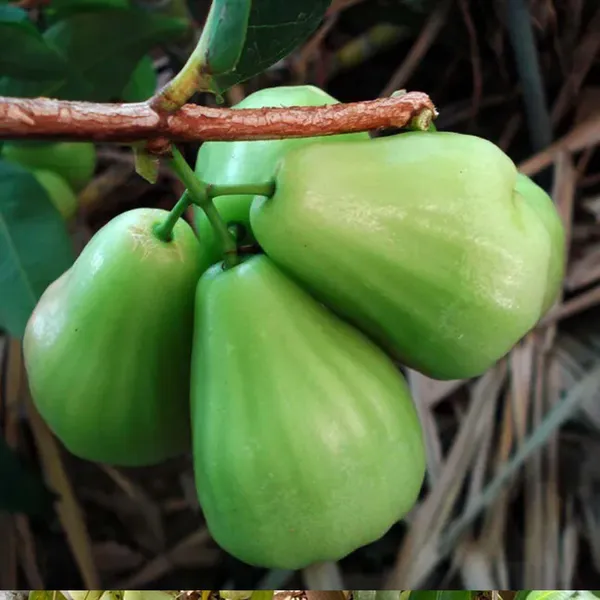 Thai_Green_All_Time_Wax_Water_Java_Apple_Jamrul_Chamba_Layering_Grafted_Fruit_Plant