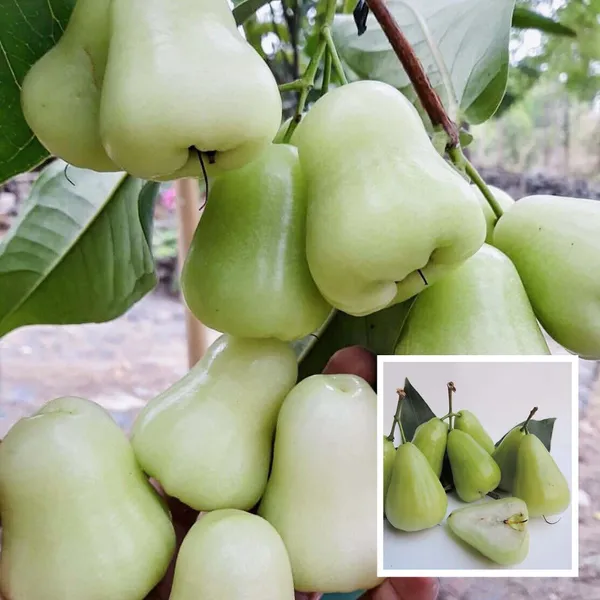 Thai_Green_All_Time_Wax_Water_Java_Apple_Jamrul_Chamba_Layering_Grafted_Fruit_Plant
