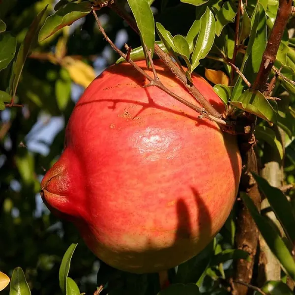 Anar_Ganesh_Pomegranate_Layering_Grafted_Fruit_Plant
