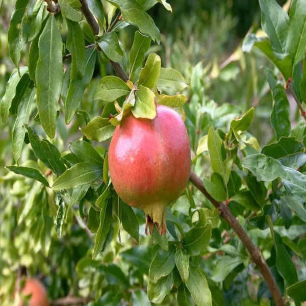 Anar_Ganesh_Pomegranate_Layering_Grafted_Fruit_Plant