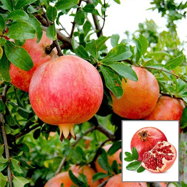 Anar_Ganesh_Pomegranate_Layering_Grafted_Fruit_Plant