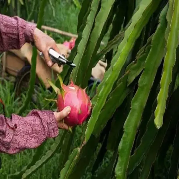 Red_Siam_Dragon_Fruit_Cutting_Grafted_Fruit_Plant