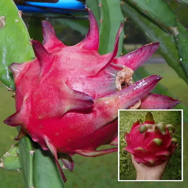 Red_Siam_Dragon_Fruit_Cutting_Grafted_Fruit_Plant