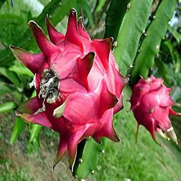 Red_Siam_Dragon_Fruit_Cutting_Grafted_Fruit_Plant
