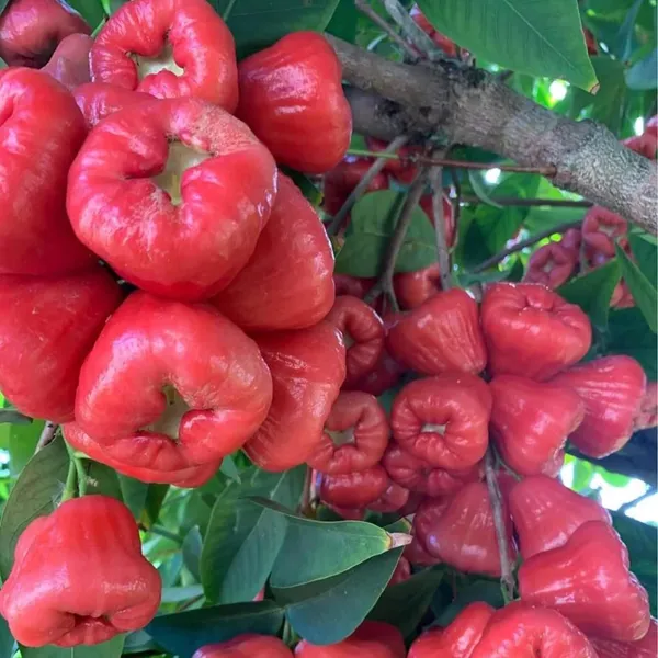 Red_Wax_Apple_Water_Apple_Java_Apple_Jamrul_Chamba_Layering_Grafted_Fruit_Plant