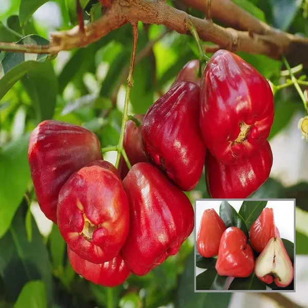 Red_Wax_Apple_Water_Apple_Java_Apple_Jamrul_Chamba_Layering_Grafted_Fruit_Plant