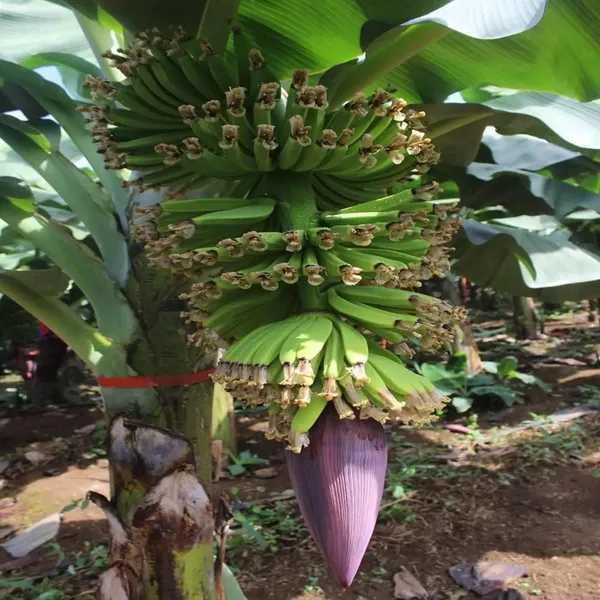 Singapuri_Banana_Tissue_Cultured_Fruit_Fruit_Plant