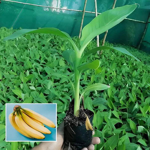 Singapuri_Banana_Tissue_Cultured_Fruit_Fruit_Plant