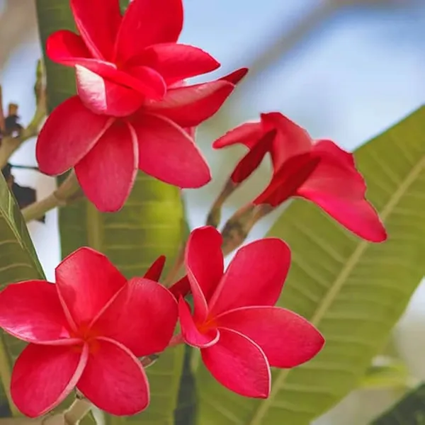 Red_Colour_Kat_Champa_Champa_Plumeria_Flower_Plant