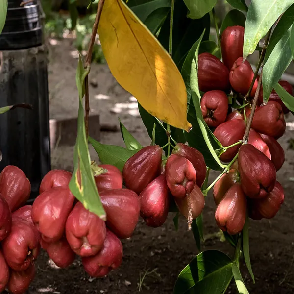 Missile_Wax_Water_Java_Apple_Jamrul_Chamba_Layering_Grafted_Fruit_Plant