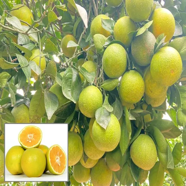 Sweet_Indian_Mosambi_Grafted_Fruit_Plant