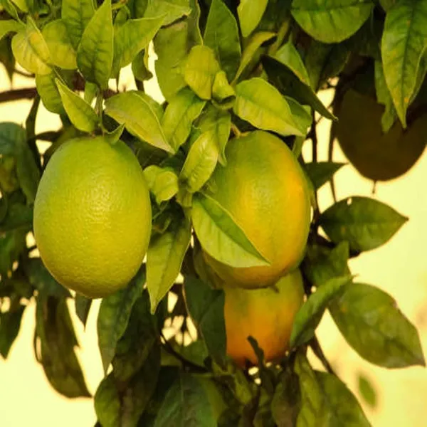 Sweet_Indian_Mosambi_Grafted_Fruit_Plant