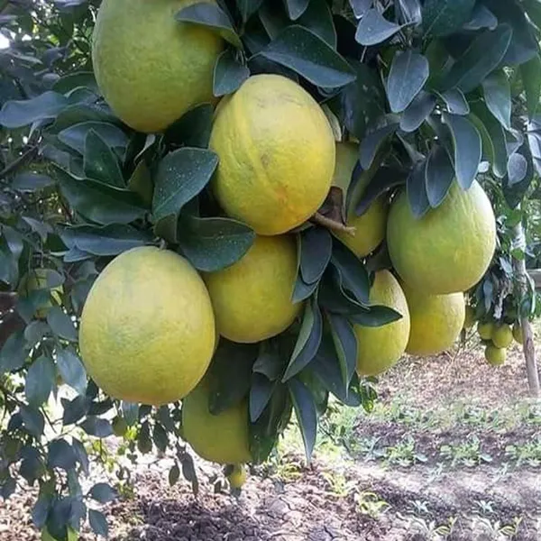 Sweet_Indian_Mosambi_Grafted_Fruit_Plant