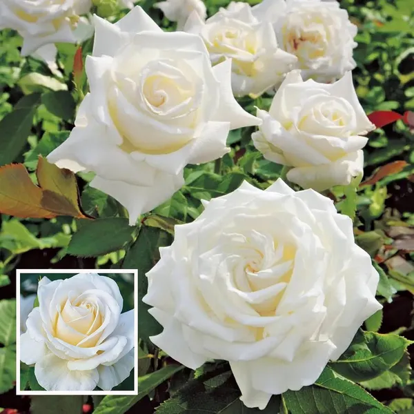 White_Rose_Fragrant_Flower_Plant