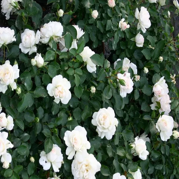 White_Rose_Fragrant_Flower_Plant