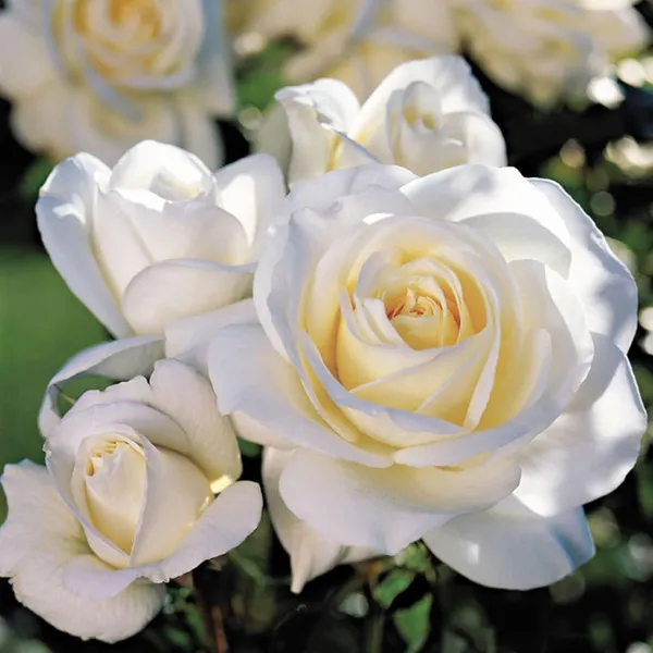 White_Rose_Fragrant_Flower_Plant