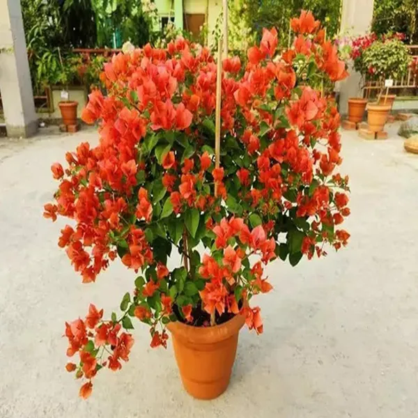 Orange_Colour_Bougainvillea_Kagoj_Ful_Shrubs_Flower_Plant