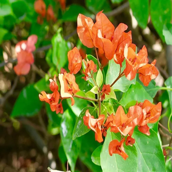 Orange_Colour_Bougainvillea_Kagoj_Ful_Shrubs_Flower_Plant