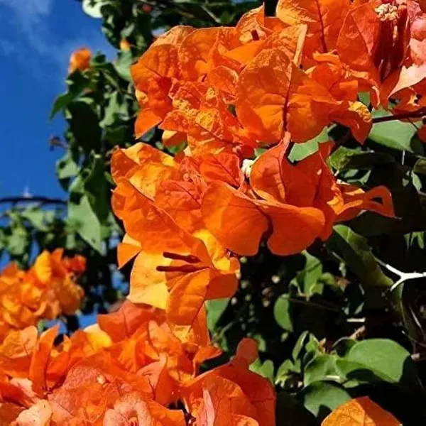 Orange_Colour_Bougainvillea_Kagoj_Ful_Shrubs_Flower_Plant