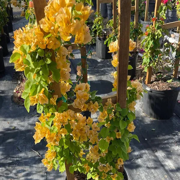 Yellow_Colour_Bougainvillea_Kagoj_Ful_Shrubs_Flower_Plant