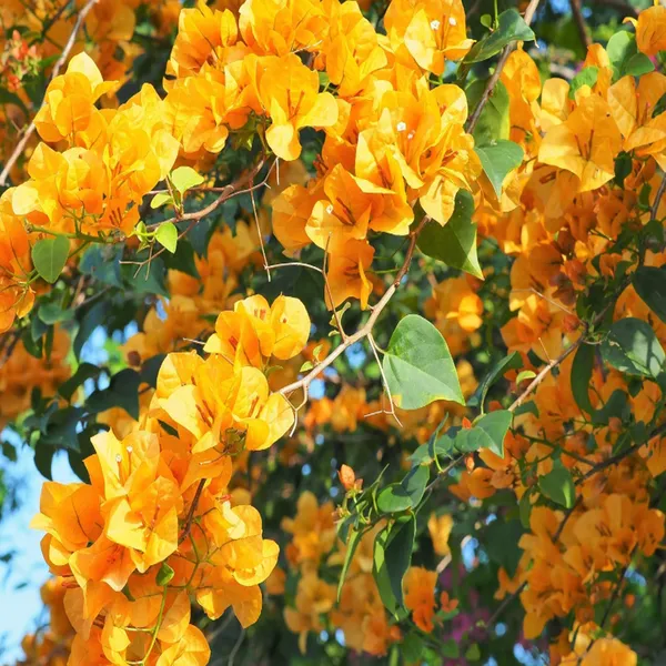 Yellow_Colour_Bougainvillea_Kagoj_Ful_Shrubs_Flower_Plant
