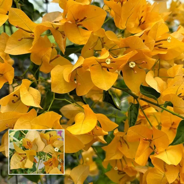 Yellow_Colour_Bougainvillea_Kagoj_Ful_Shrubs_Flower_Plant