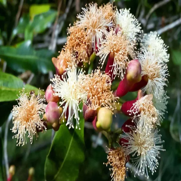 Lavanga_Clove_Spice_Plant