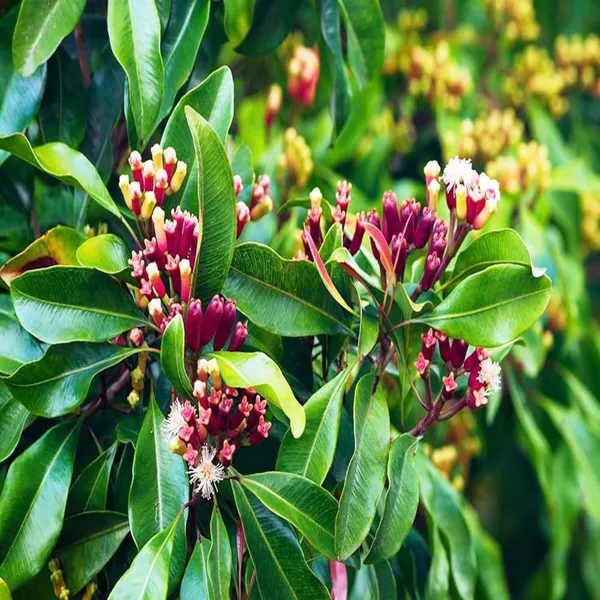 Lavanga_Clove_Spice_Plant