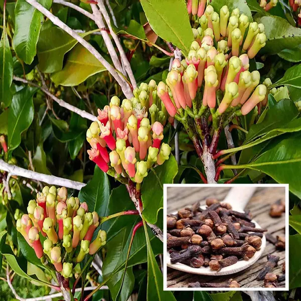 Lavanga_Clove_Spice_Plant