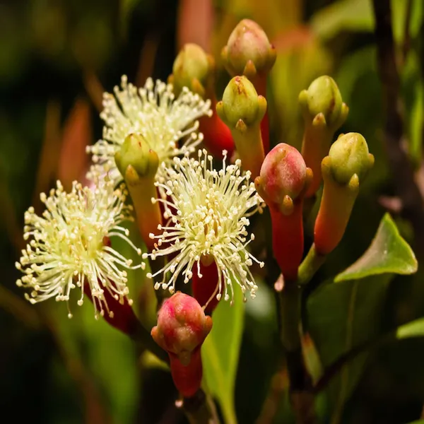 Lavanga_Clove_Spice_Plant