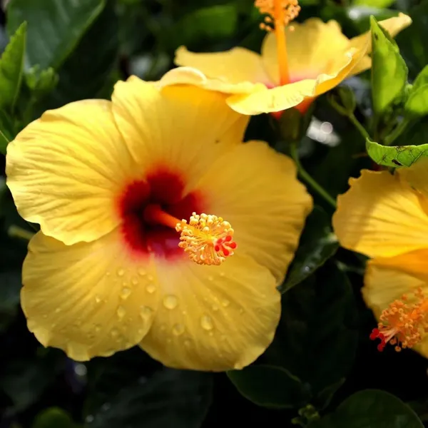Yellow_Colour_Hybrid_Hibiscus_Joba_Gudhal_Flower_Plant