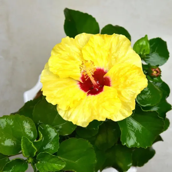 Yellow_Colour_Hybrid_Hibiscus_Joba_Gudhal_Flower_Plant