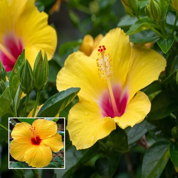 Yellow_Colour_Hybrid_Hibiscus_Joba_Gudhal_Flower_Plant