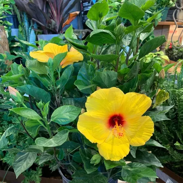 Yellow_Colour_Hybrid_Hibiscus_Joba_Gudhal_Flower_Plant