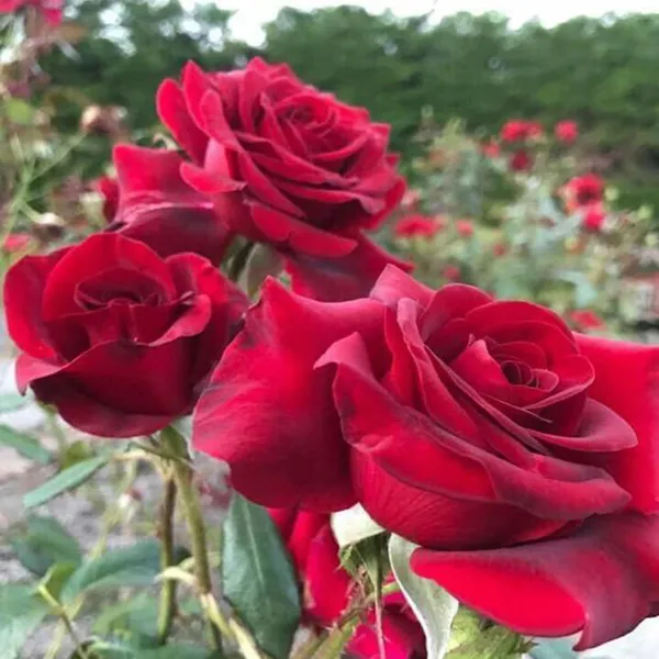 Red_King_Of_Rose_Fragrant_Flower_Plant