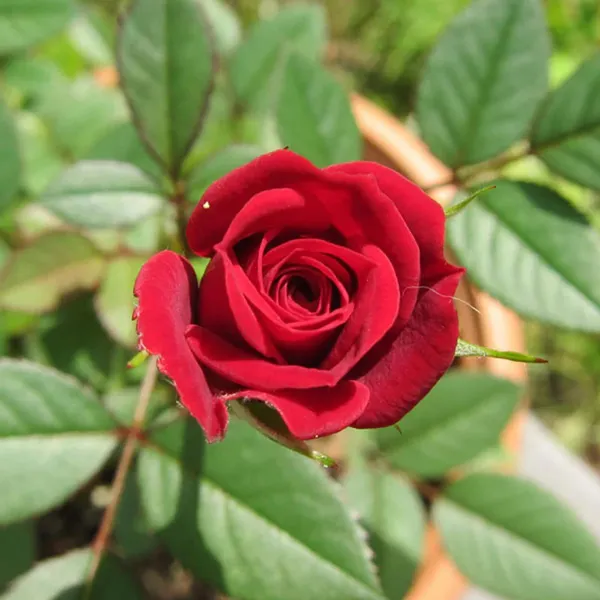 Red_King_Of_Rose_Fragrant_Flower_Plant