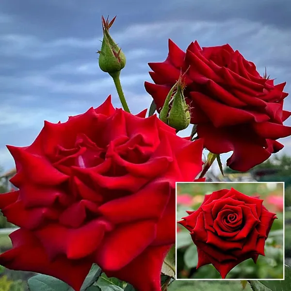 Red_King_Of_Rose_Fragrant_Flower_Plant