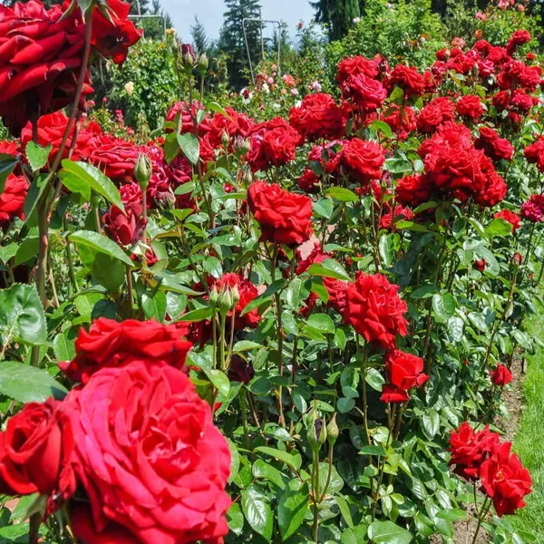 Red_King_Of_Rose_Fragrant_Flower_Plant