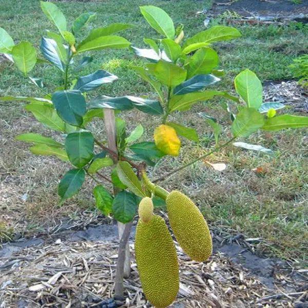 Thai_All_Season_Jackfruit_Panasa_Varikka_Katahal_Chakka_Grafted_Fruit_Plant