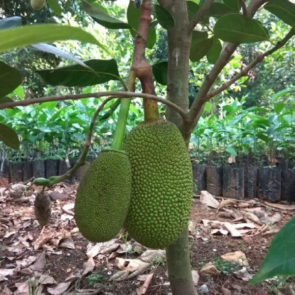 Thai_All_Season_Jackfruit_Panasa_Varikka_Katahal_Chakka_Grafted_Fruit_Plant