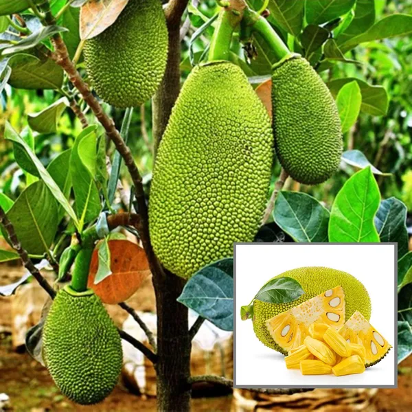 Thai_All_Season_Jackfruit_Panasa_Varikka_Katahal_Chakka_Grafted_Fruit_Plant